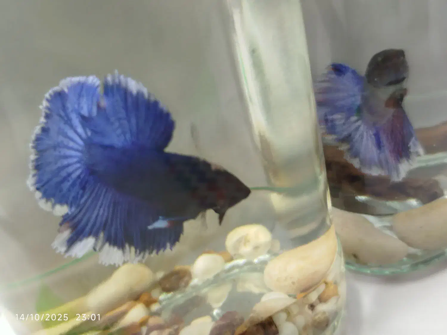 ماهی فایتر|ماهی|اصفهان, بهارانچی|دیوار