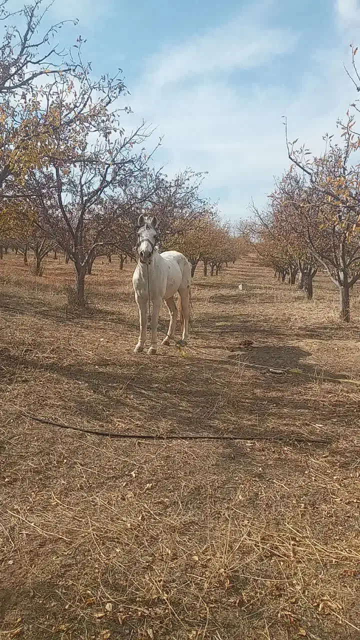 اسب نریان|اسب و تجهیزات اسبسواری|اهر, |دیوار