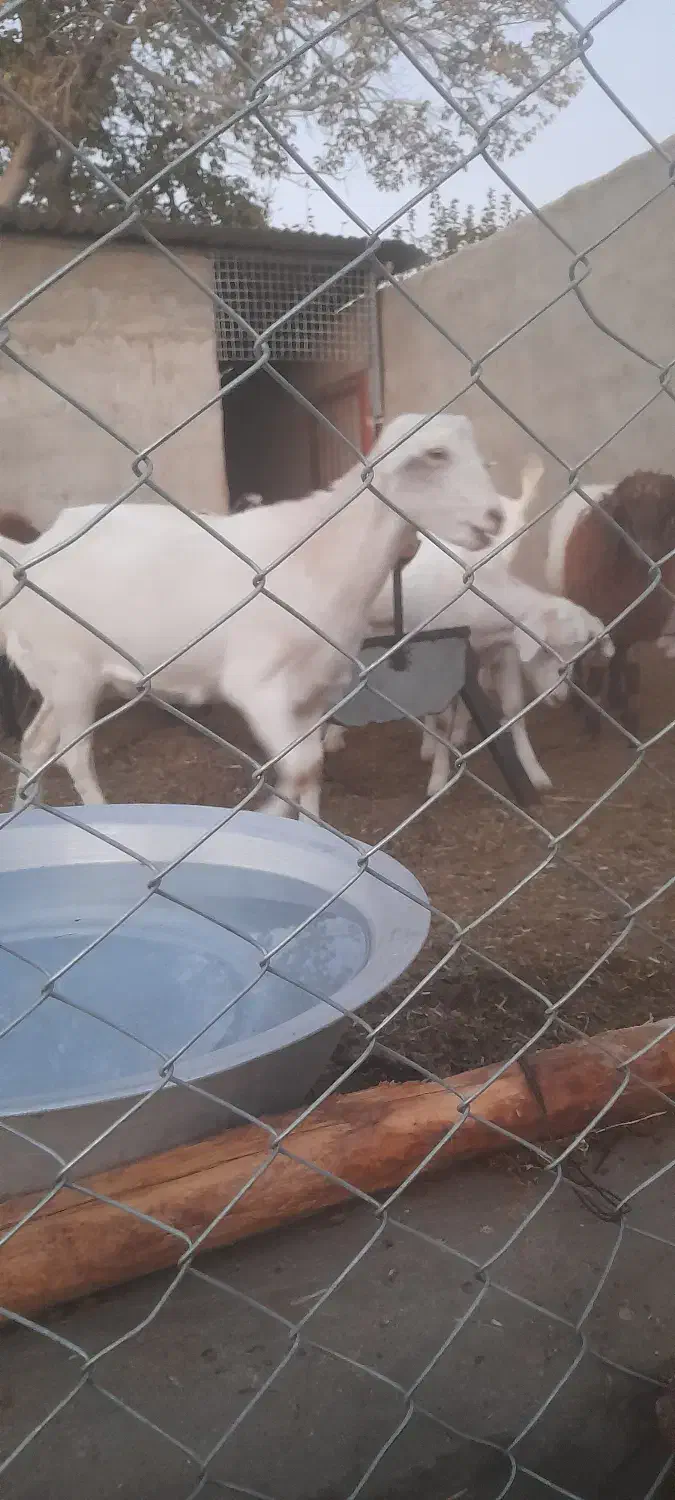 فروش ۴ راس کره ماده سانن ۱۰ ماه آبستن|حیوانات مزرعه|شهر بابک, |دیوار