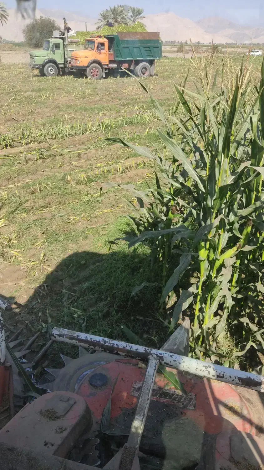 فروش ذرت علوفه فله و بسته بندی|عمده‌فروشی|فاریاب, |دیوار