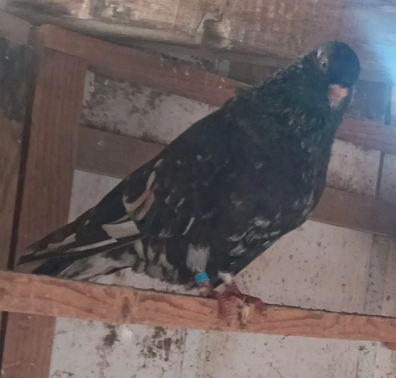 کبوتران وماده|پرنده|رشت, منظریه|دیوار