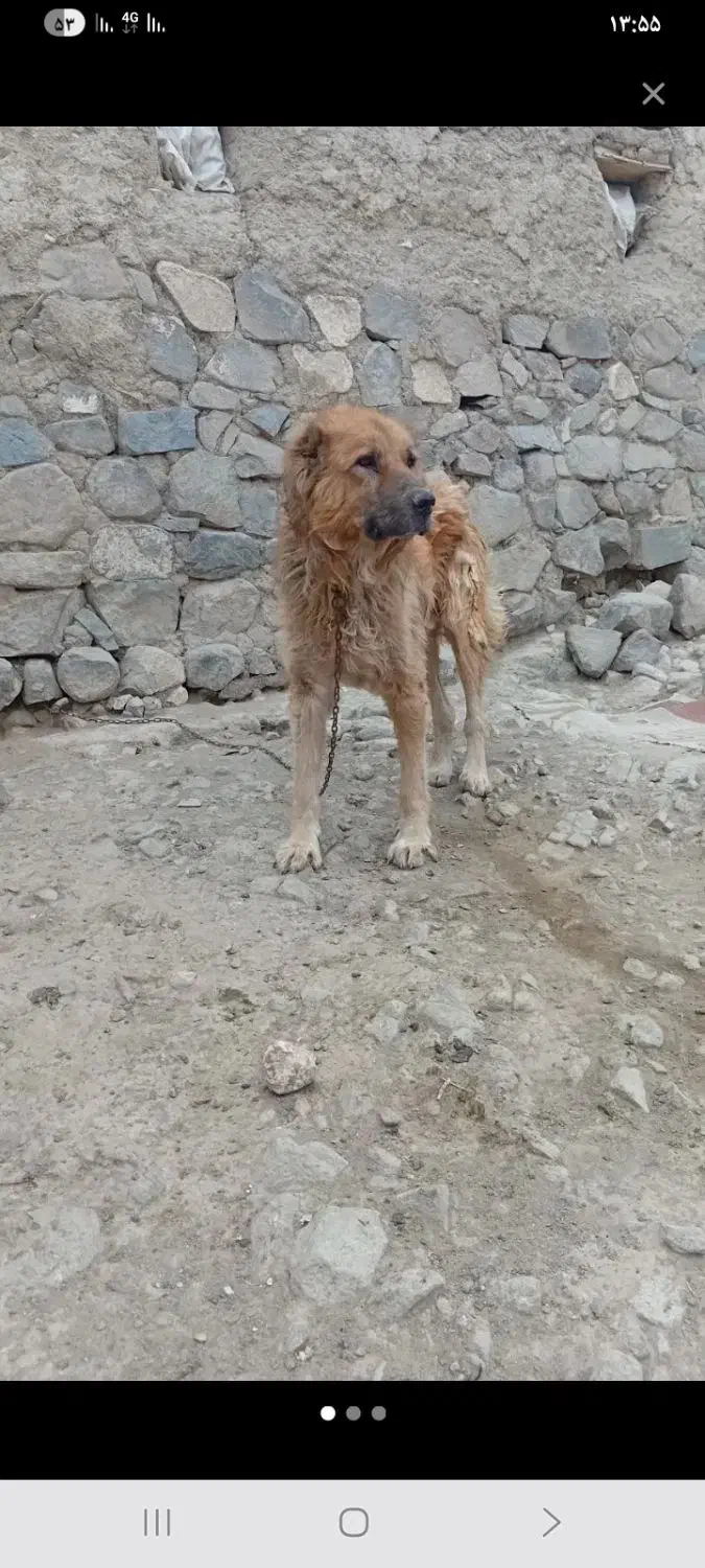 سگ نژاد قدیم شاهسون|سگ|اردبیل, |دیوار