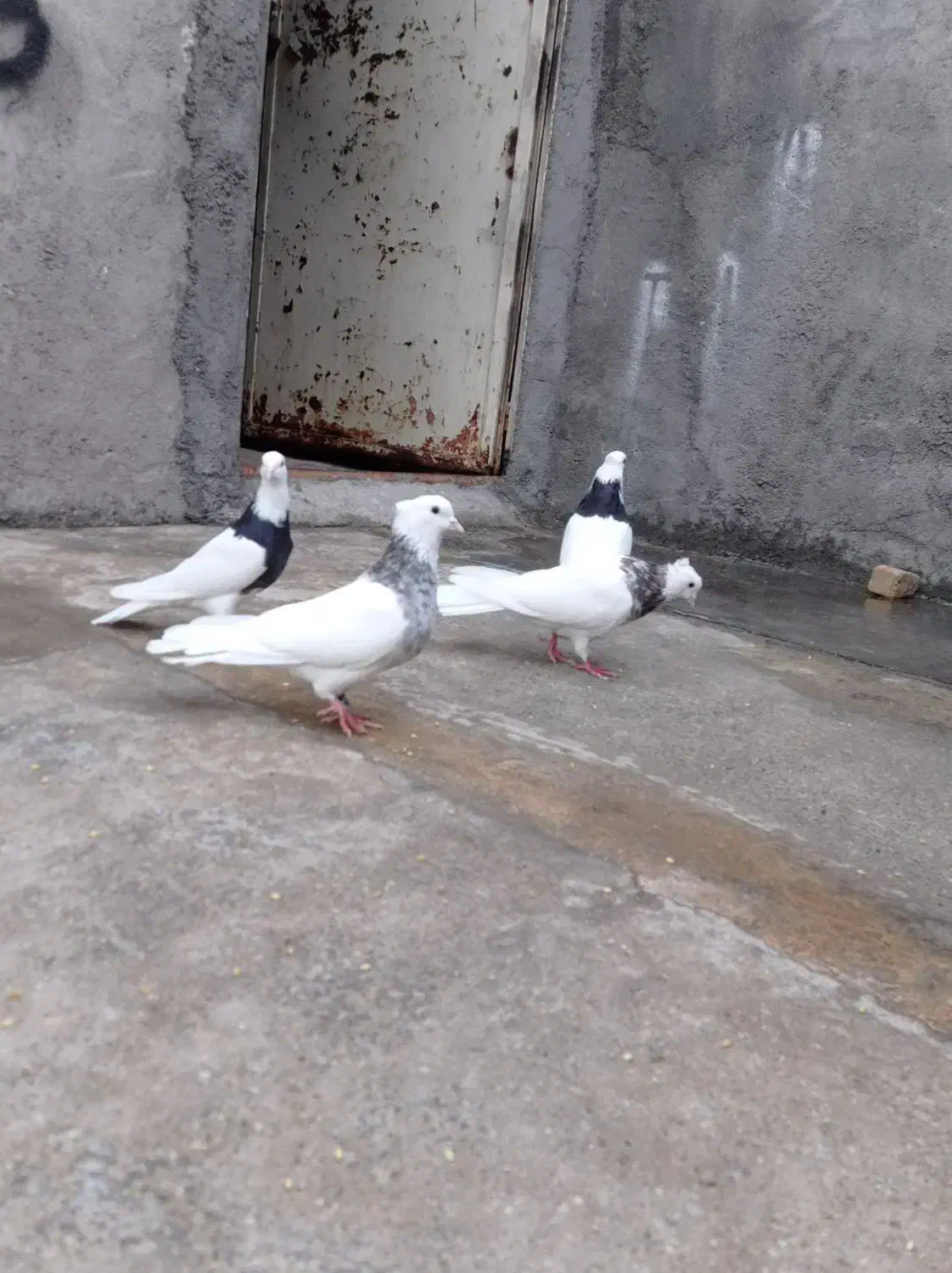 کبوتر|پرنده|سرپل ذهاب, |دیوار