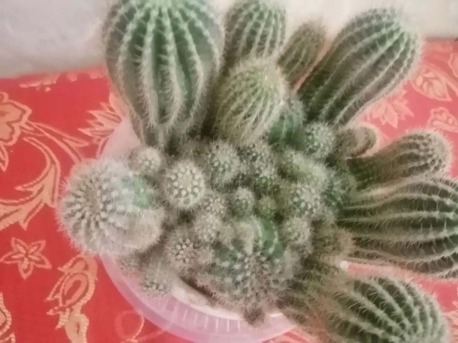 گل کاکتوس|گل و گیاه طبیعی|کرمان, |دیوار