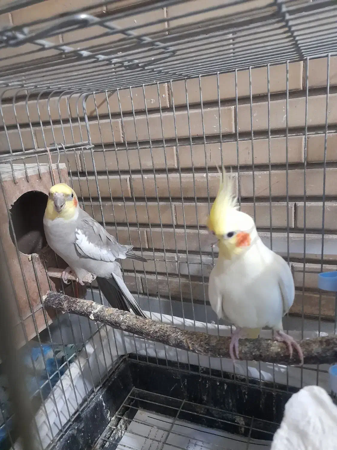 عروس هلندی جفت|پرنده|تهران, باشگاه نفت|دیوار