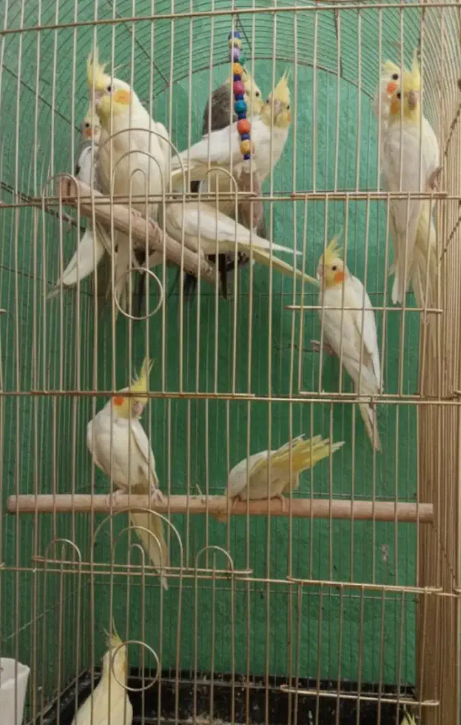 جوجه عروس هلندی|پرنده|اسلامشهر, شهرک توحید|دیوار