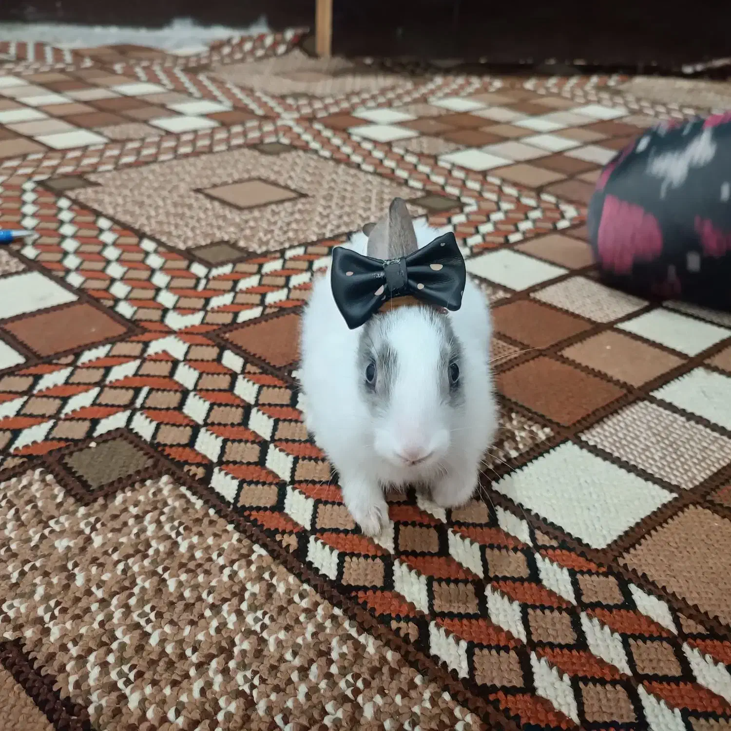 خرگوش|موش و خرگوش|بندر ماهشهر, |دیوار