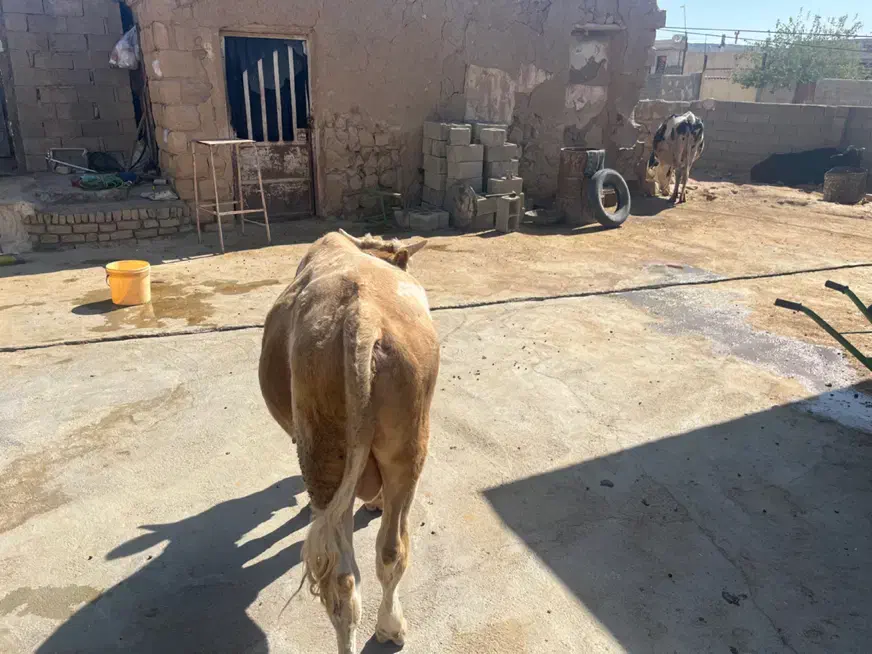 گوساله سیمینتال نر|حیوانات مزرعه|کوهدشت, |دیوار