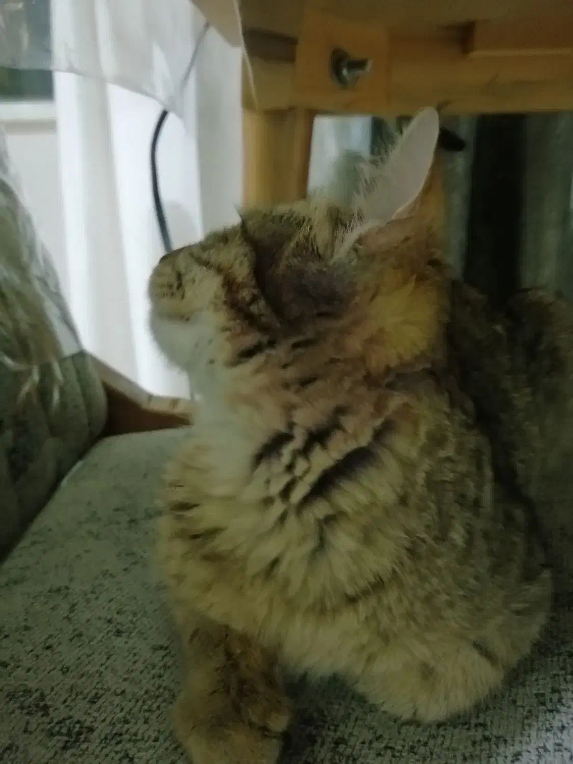 واگذاری دی اس اچ|گربه|سنندج, |دیوار