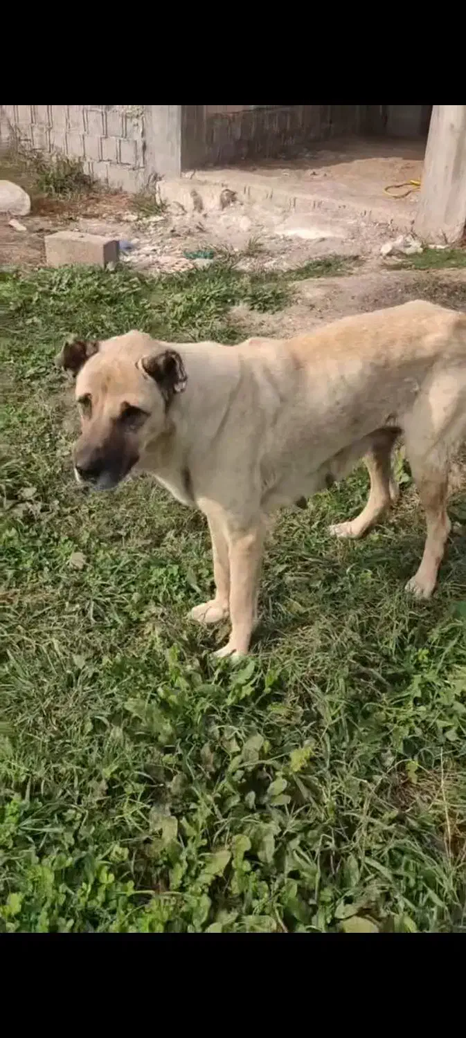 سگ سرابی|حیوانات|تالش, طولارود|دیوار