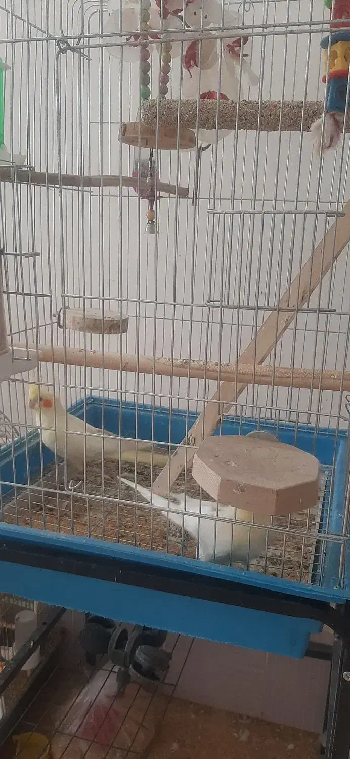 عروس هلندی|پرنده|سیرجان, |دیوار