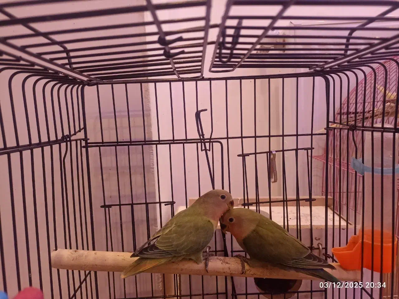 طوطی|پرنده|ارومیه, |دیوار