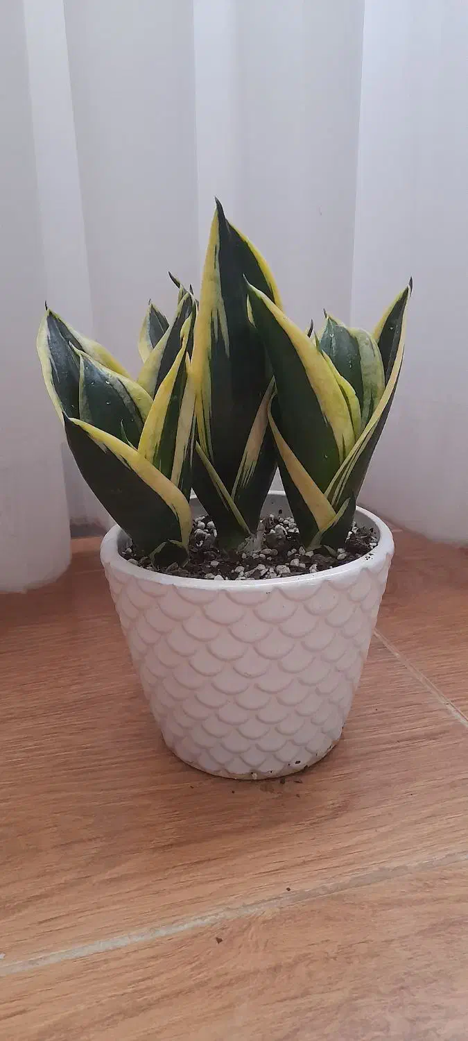 سانسوریا بلک گلد|گل و گیاه طبیعی|آستانه اشرفیه, |دیوار