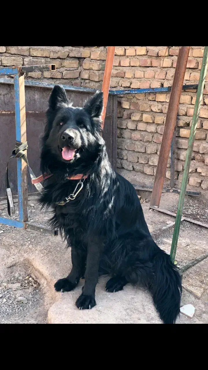 واگذاری ژرمن بلک نر کشش|سگ|کرمان, |دیوار