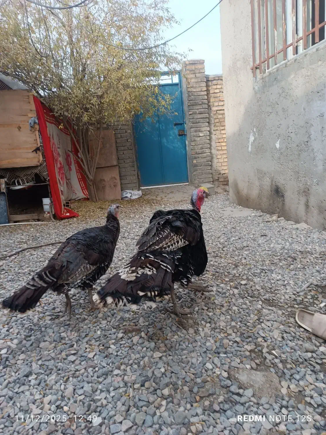 آگهی رو کامل بخونین|حیوانات مزرعه|گنبد کاووس, |دیوار