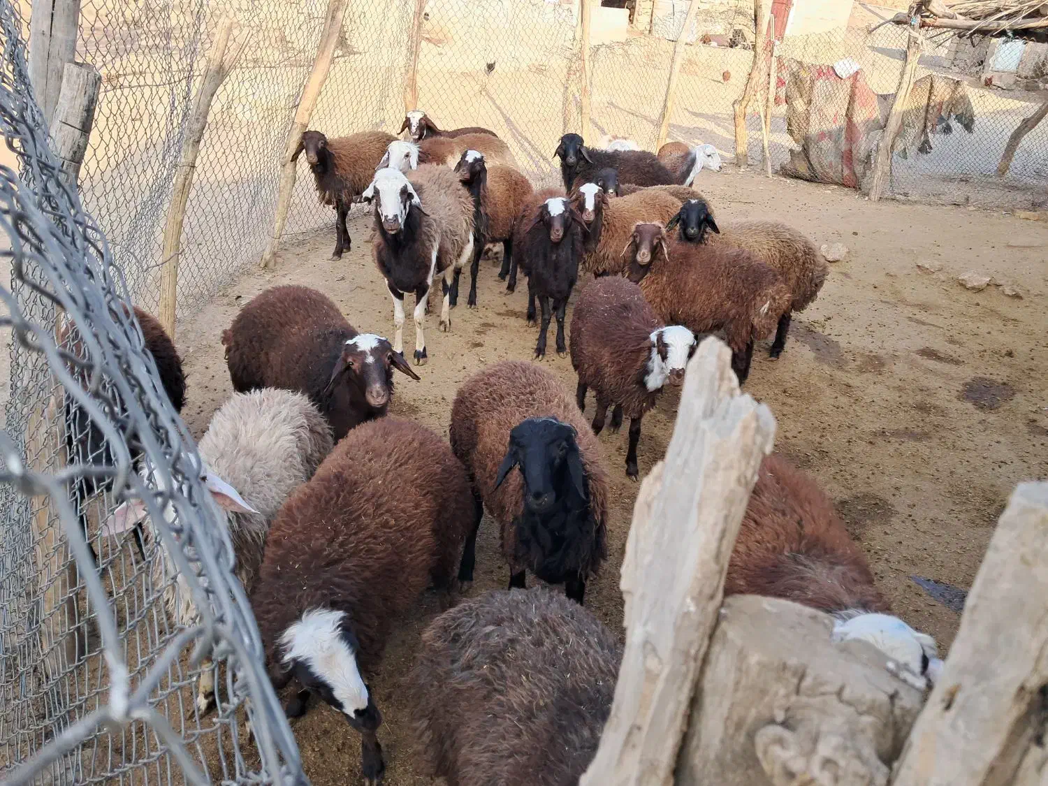 بره نر|حیوانات مزرعه|بیرانوند, |دیوار