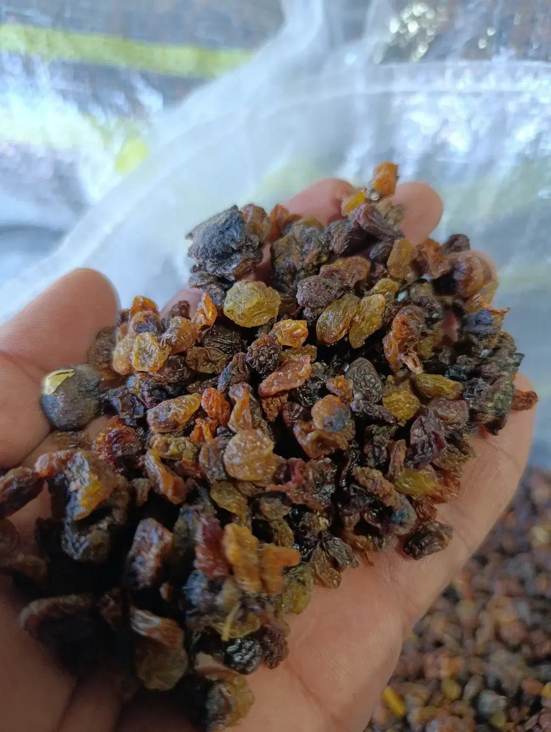 کشمش ابگیری|خوردنی و آشامیدنی|ملایر, |دیوار