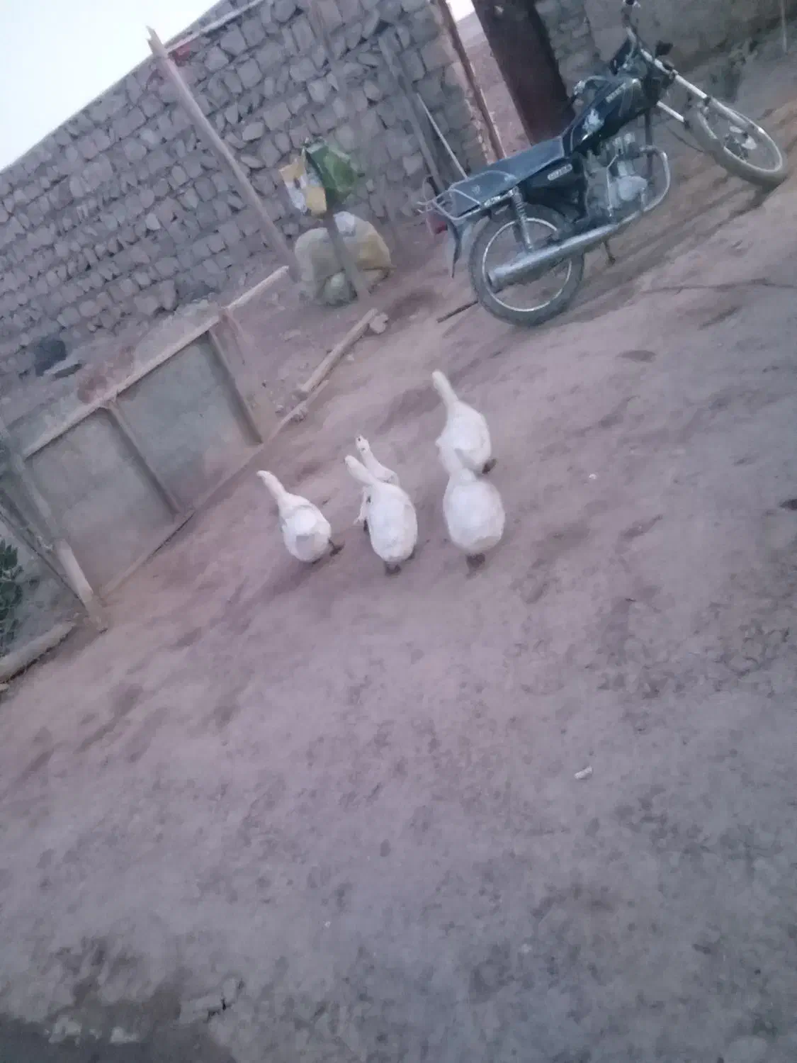 اردک|حیوانات مزرعه|کوهدشت, |دیوار