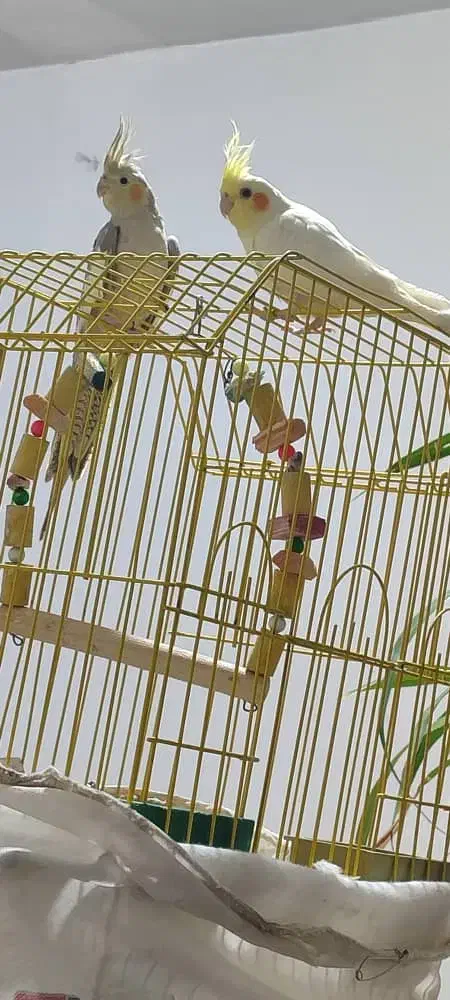 عروس هلندی|پرنده|بومهن, |دیوار