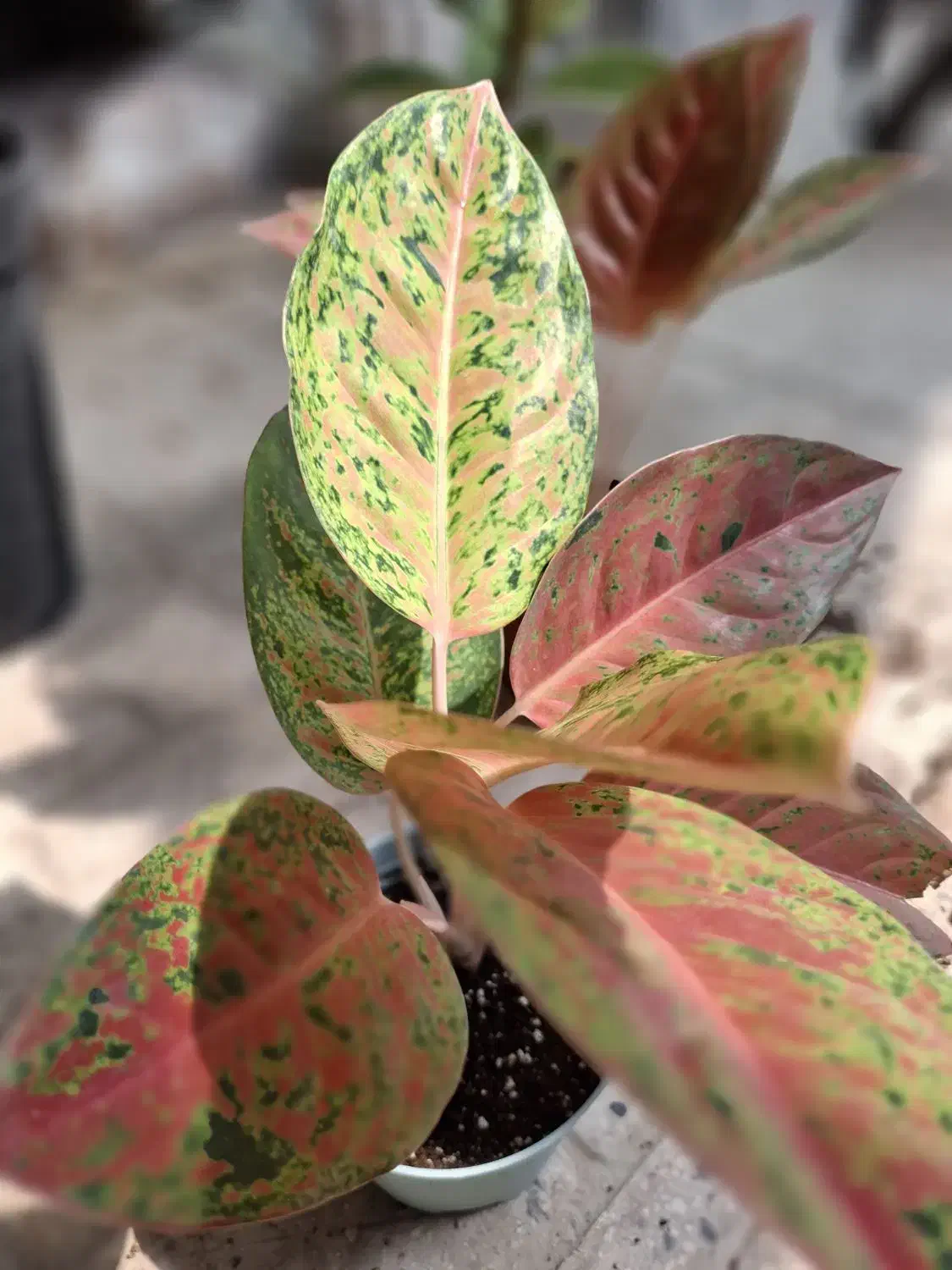 گل آپارتمانی|گل و گیاه طبیعی|فسا, |دیوار