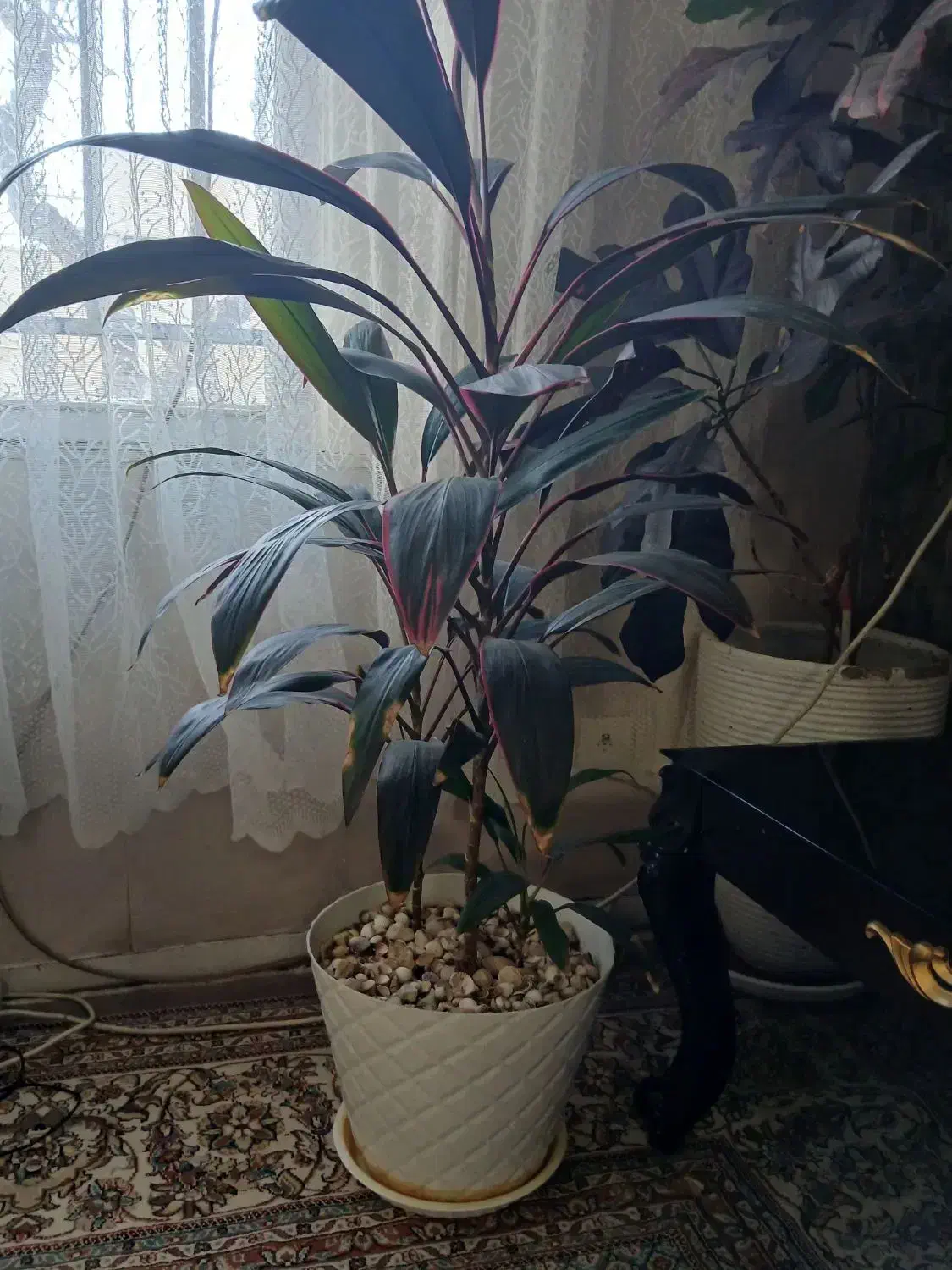 تعدادی گل طبیعی آپارتمانی|حراج|فردیس, فردیس|دیوار