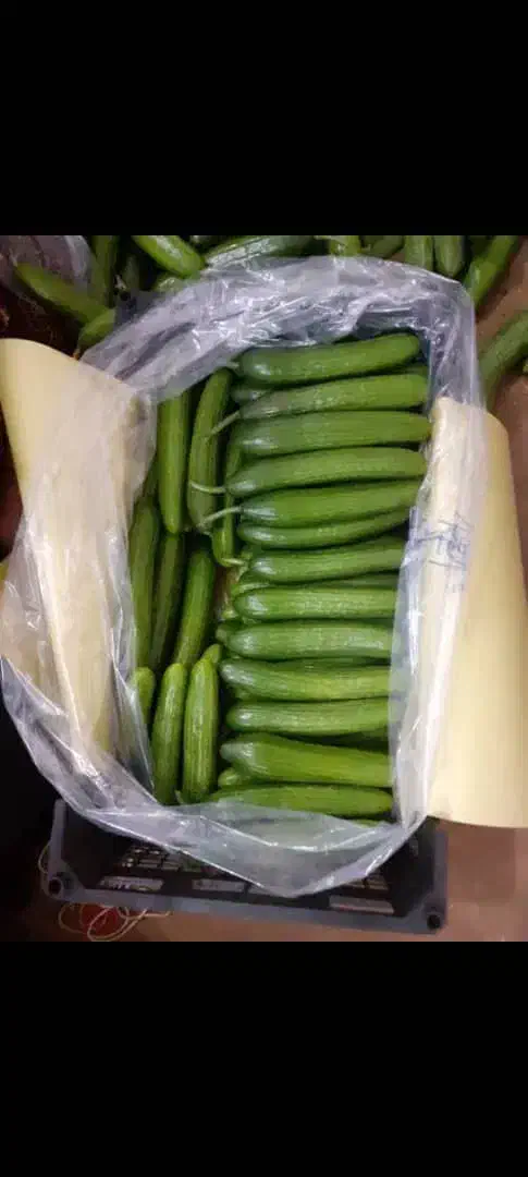 صیفیجات گلخانه ای صادارتی|عمدهفروشی|آستارا, |دیوار