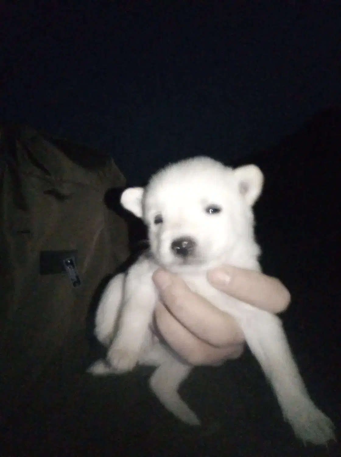 واگذاری پا کوتاه|سگ|سراب, |دیوار