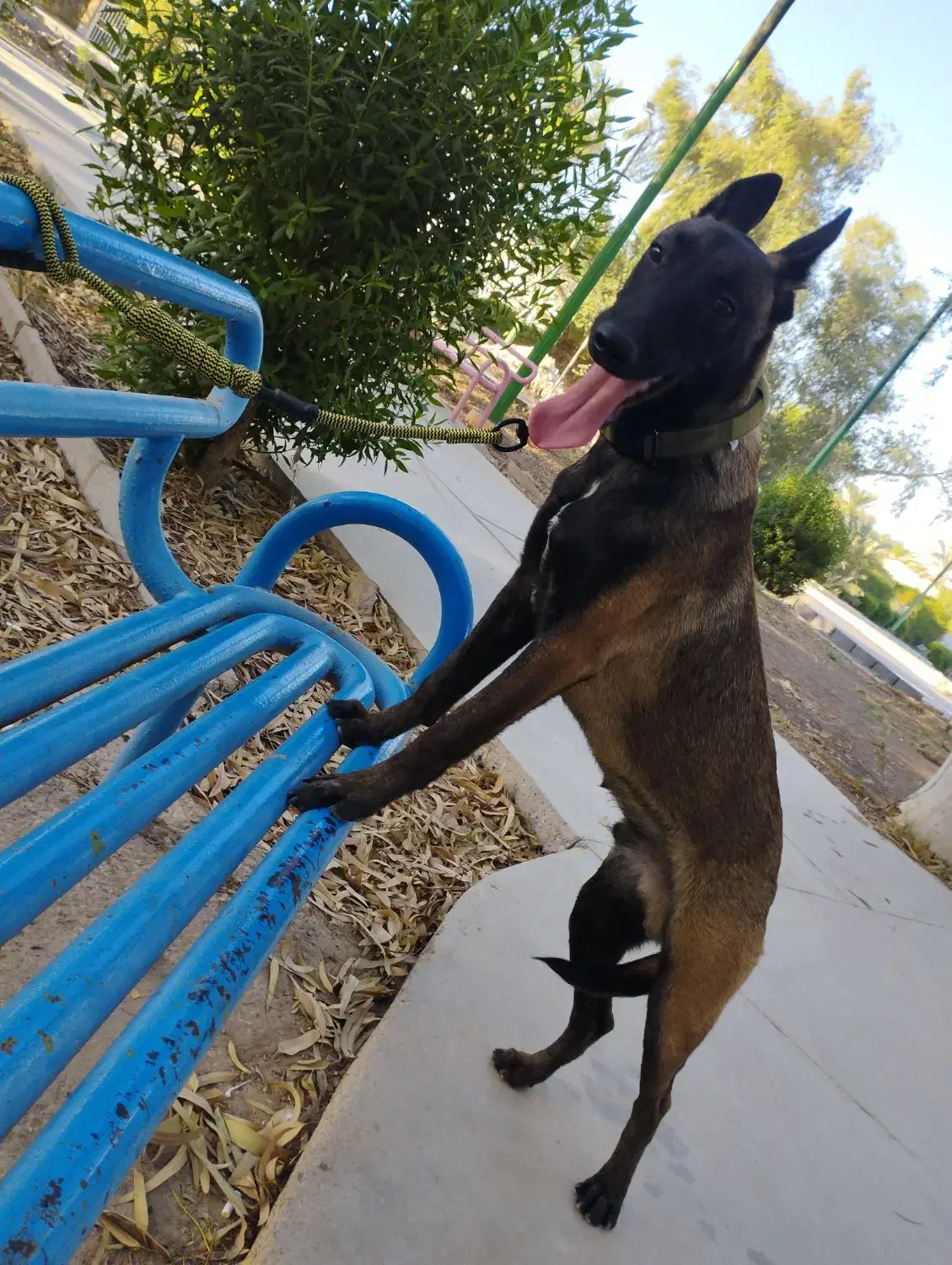 مالینویز جهت کشش|سگ|آبادان, |دیوار