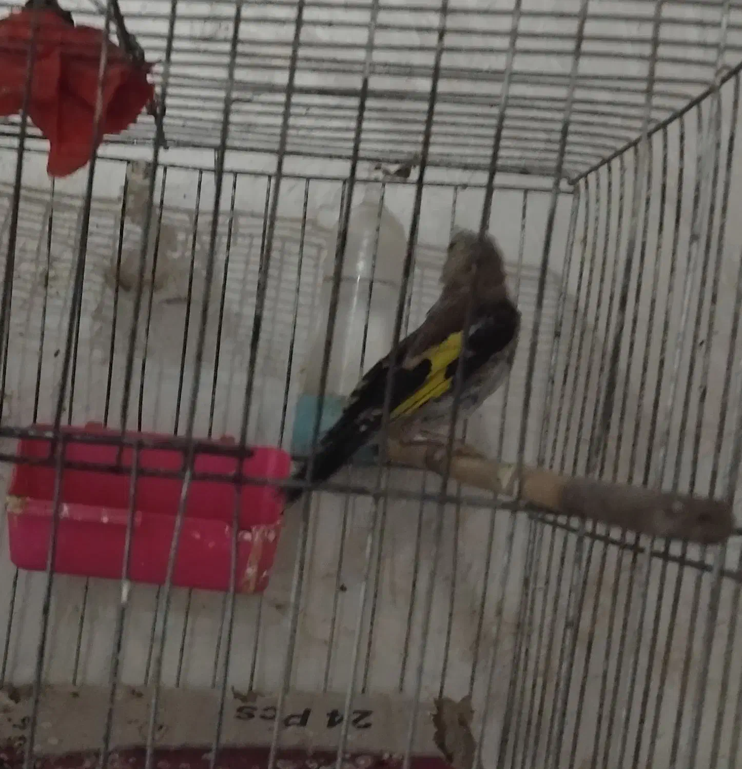 سهره|پرنده|زنجان, |دیوار