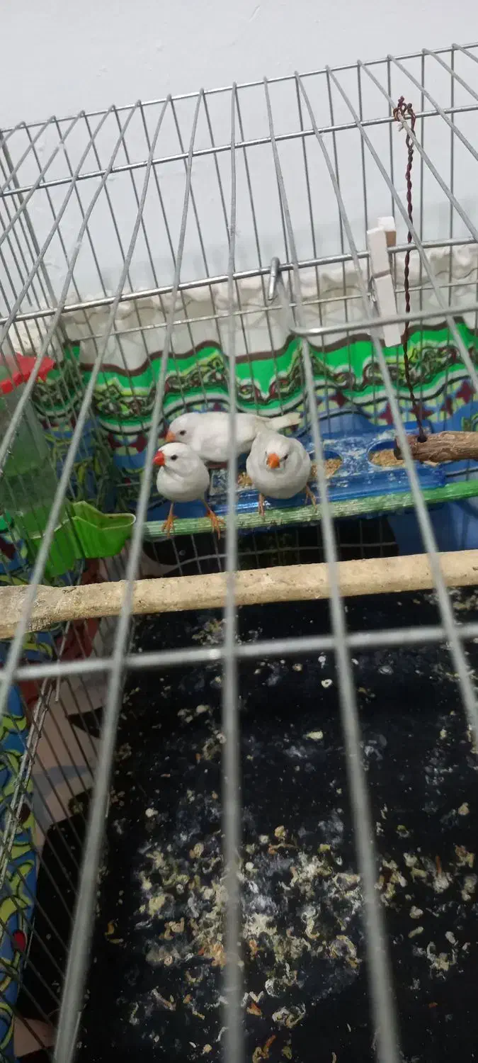 فنج|پرنده|بهارستان, |دیوار