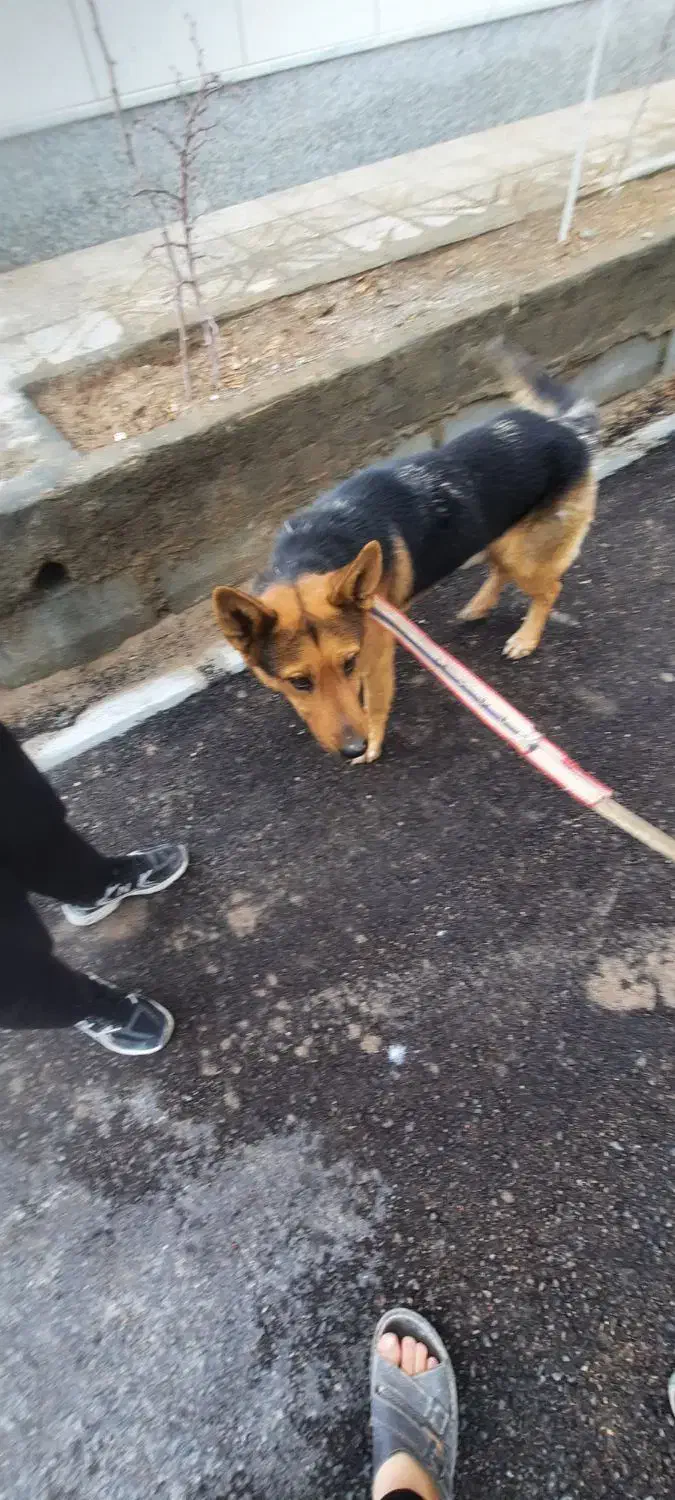 سگ ژرمن|سگ|شاخنات, |دیوار