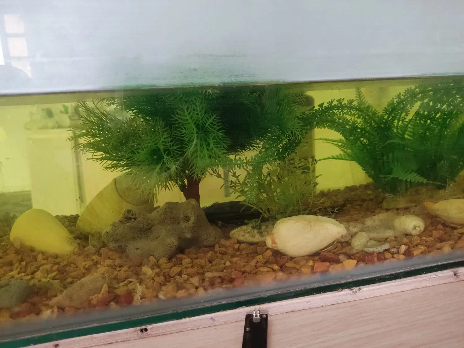 آکواریوم سالم با وسایل|ماهی|بهبهان, |دیوار