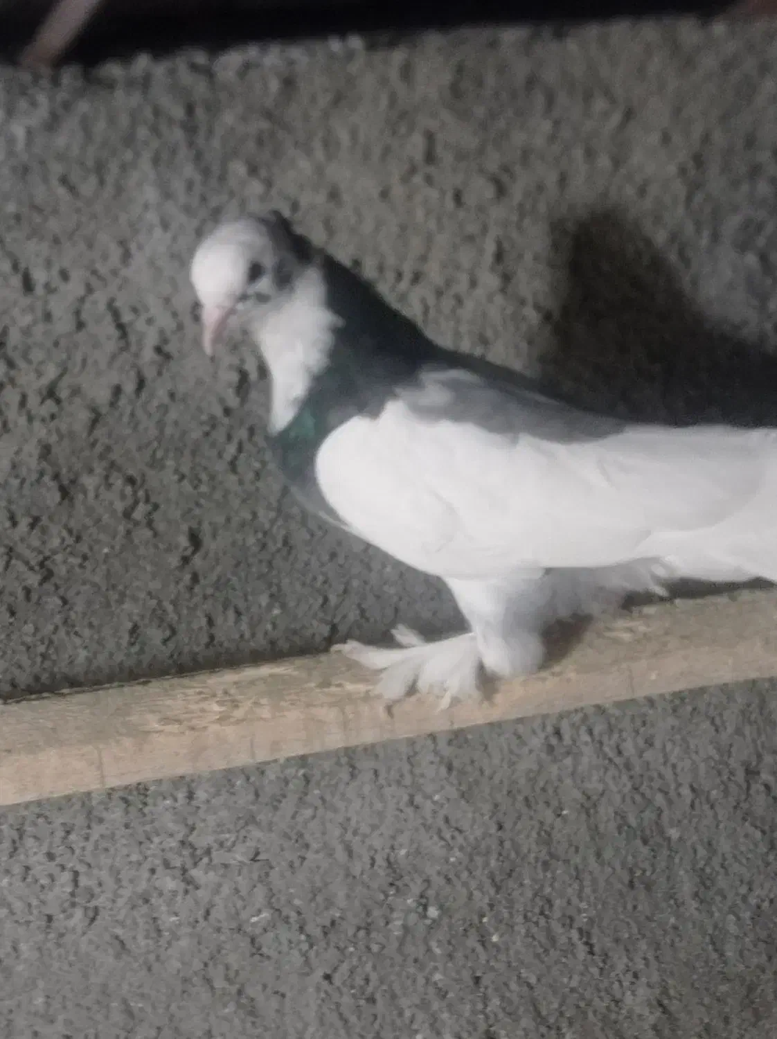 شازده آبی|حیوانات|نقده, |دیوار