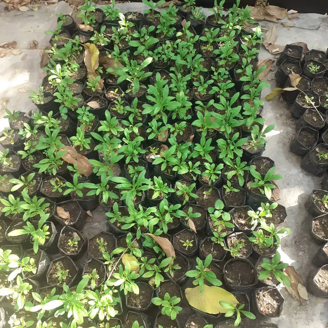 نشا گل|گل و گیاه طبیعی|کرج, حصار سرجوب|دیوار