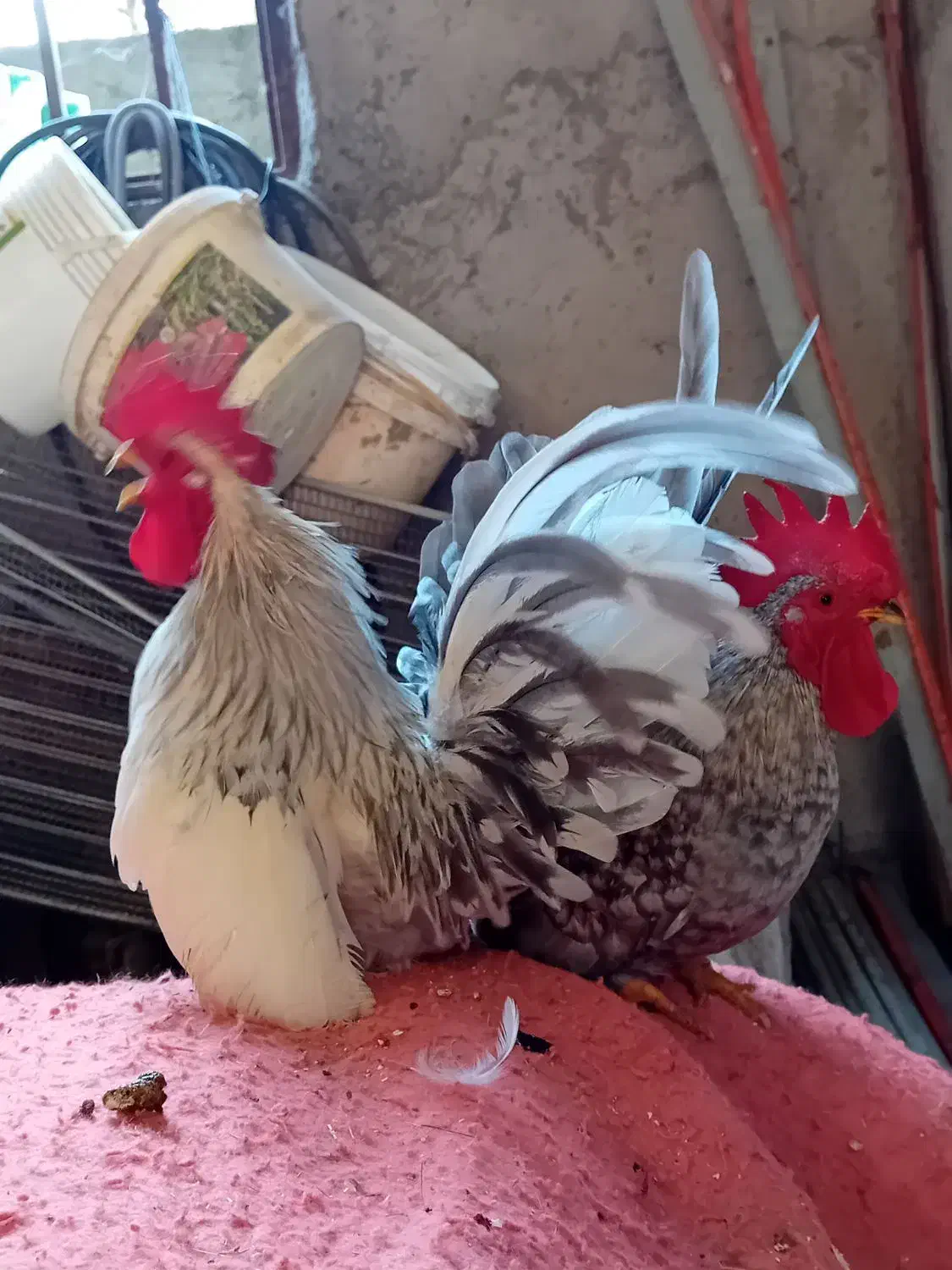 ۳عدد خروس چاپنیز هزارگل|حیوانات مزرعه|آمل, |دیوار