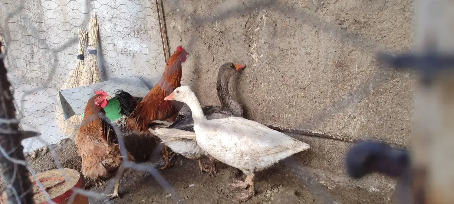 دوعدد غاز و دو عدد مرغ و خروس|حیوانات مزرعه|تاکستان, |دیوار