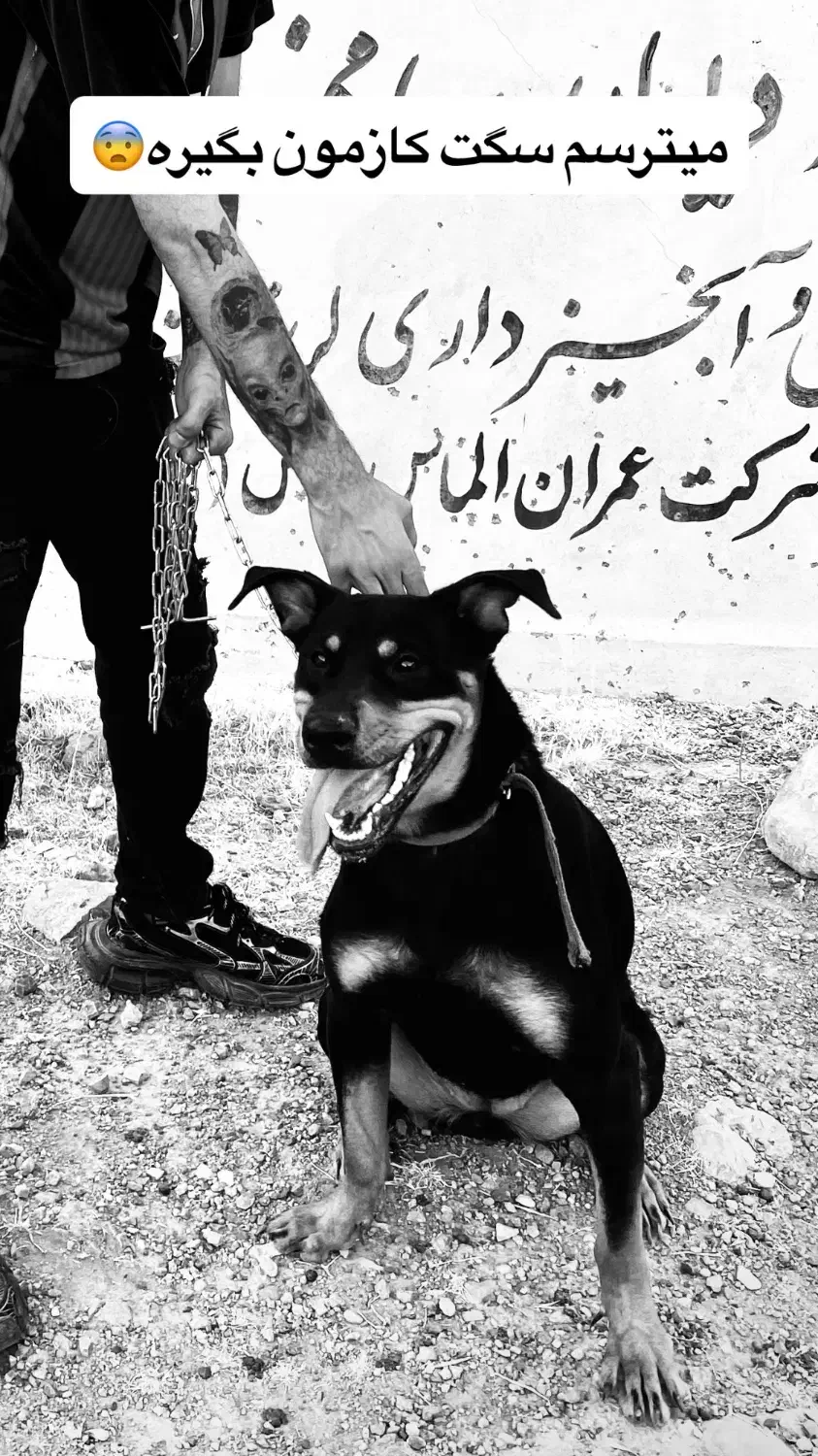 سگ دوبرمن رتوایلر میکس حرفه ایی(روترمن)|سگ|خرم‌آباد, |دیوار