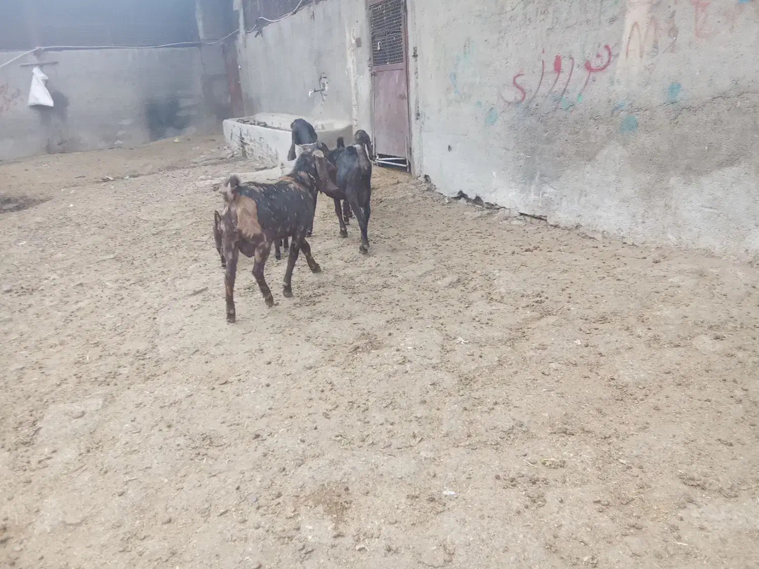 چپش|حیوانات مزرعه|بروجرد, |دیوار