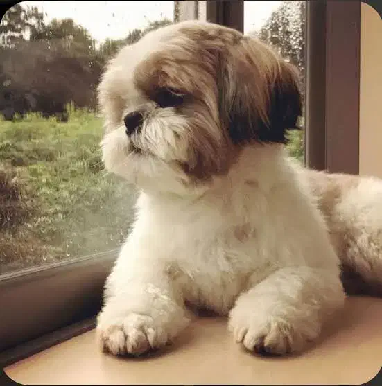 واگذاری توله شیتزو چشم دو رنگ|سگ|خرم‌آباد, |دیوار