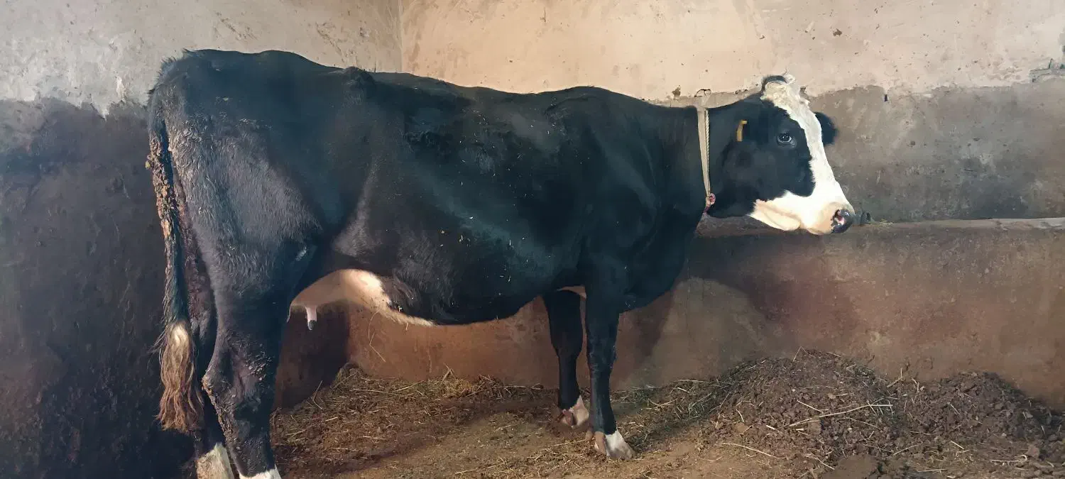 گاو و گوساله|حیوانات مزرعه|سیلوانه, |دیوار