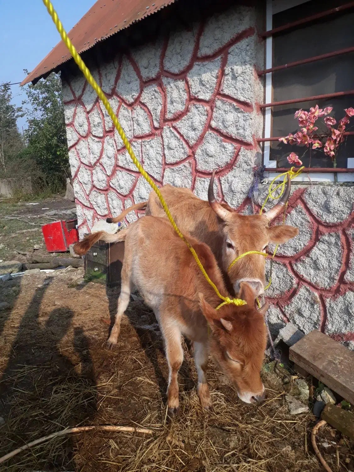 گاو وگوساله ماده چالوسی اصیل     لیشه ورزا|حیوانات مزرعه|رشت, حومه رشت|دیوار