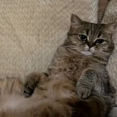 گمشده|حیوانات|رشت, منظریه|دیوار