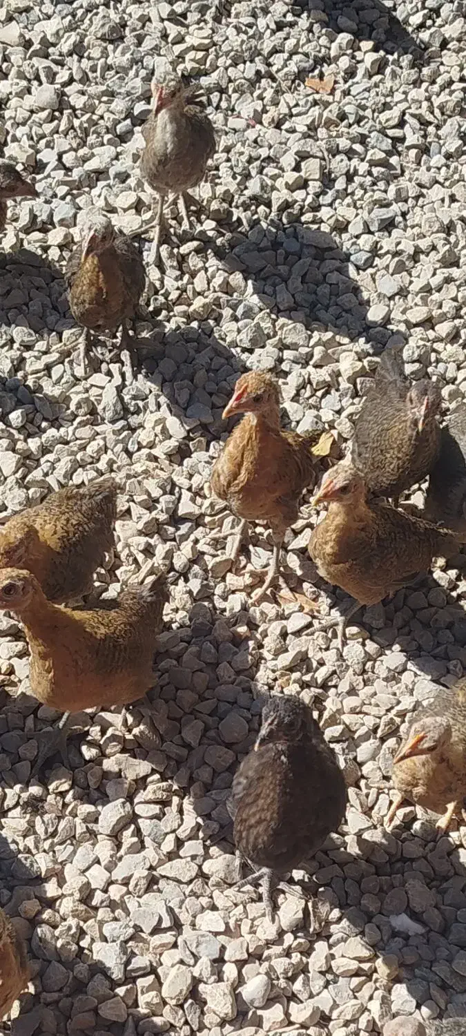 مرغ خروس جوجه مرغ|حیوانات مزرعه|یاسوج, |دیوار