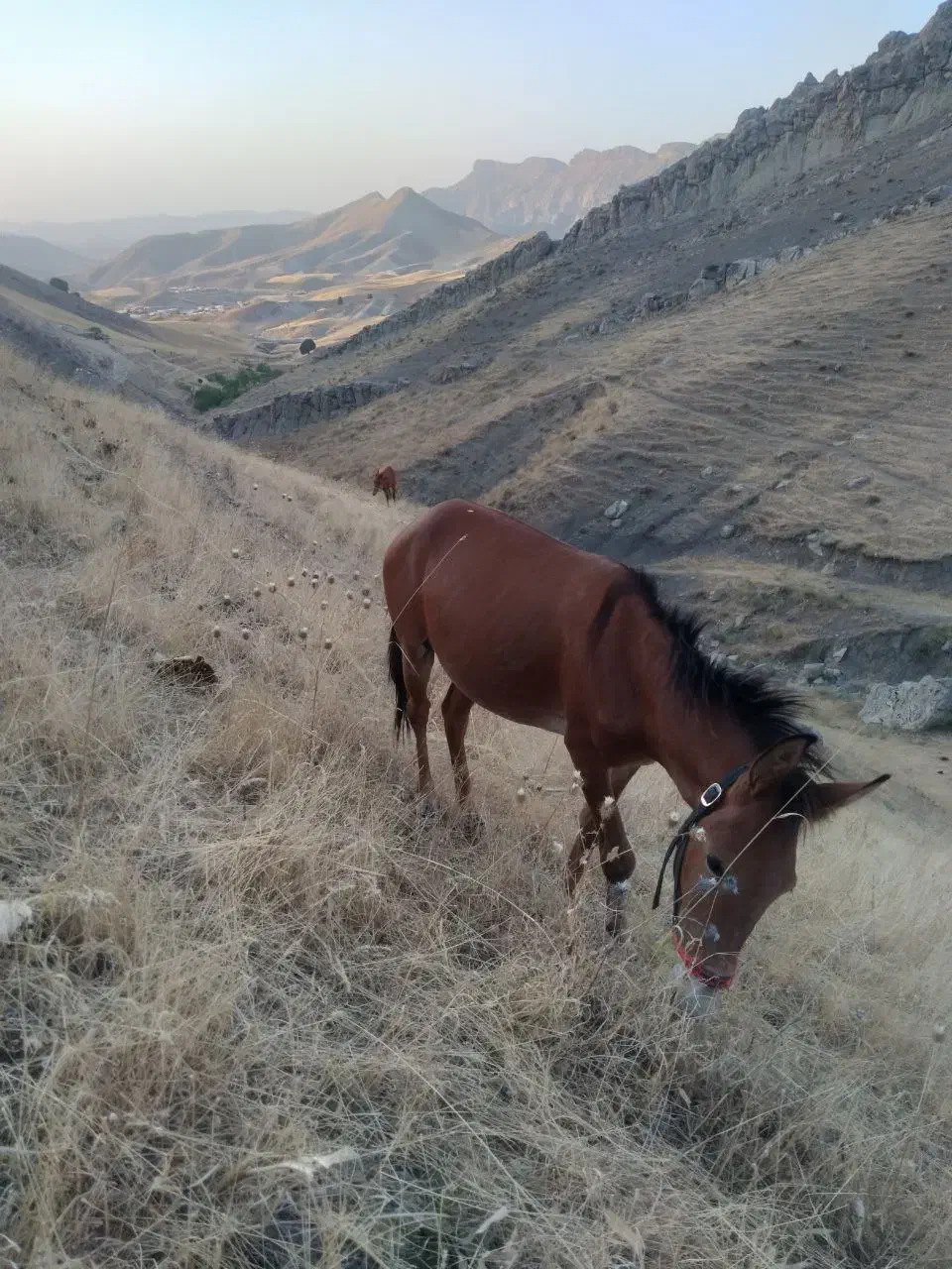 قاتر|حیوانات مزرعه|کلات (خراسان), |دیوار