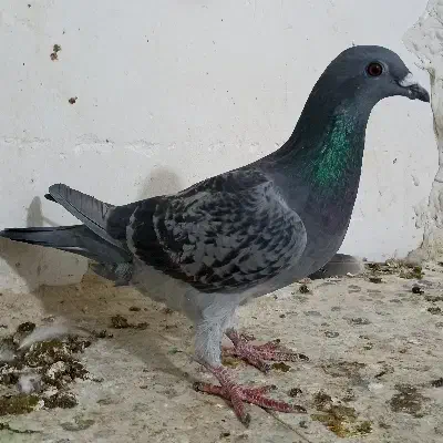 ماده پلاکی|پرنده|بهبهان, |دیوار