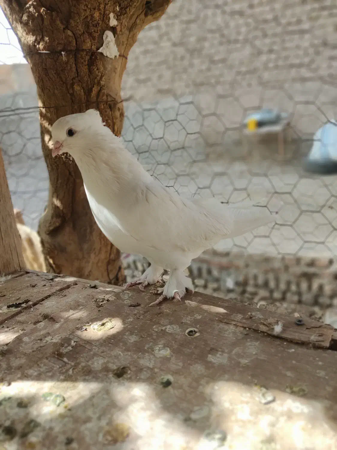 کفتر|پرنده|گرمسار, |دیوار