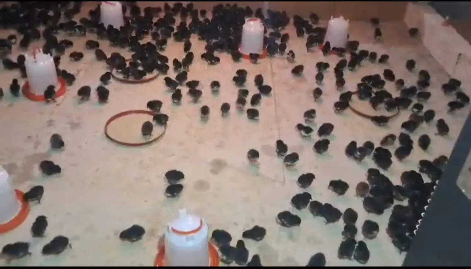 جوجه محلی پا سیاه ۷روزه نژاد مرغ خروس محلی|حیوانات مزرعه|سیرجان, |دیوار