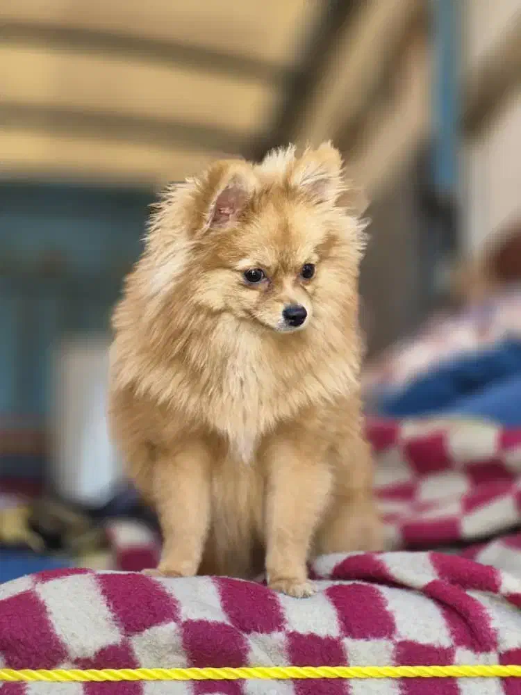 فروش|سگ|زاویه, |دیوار