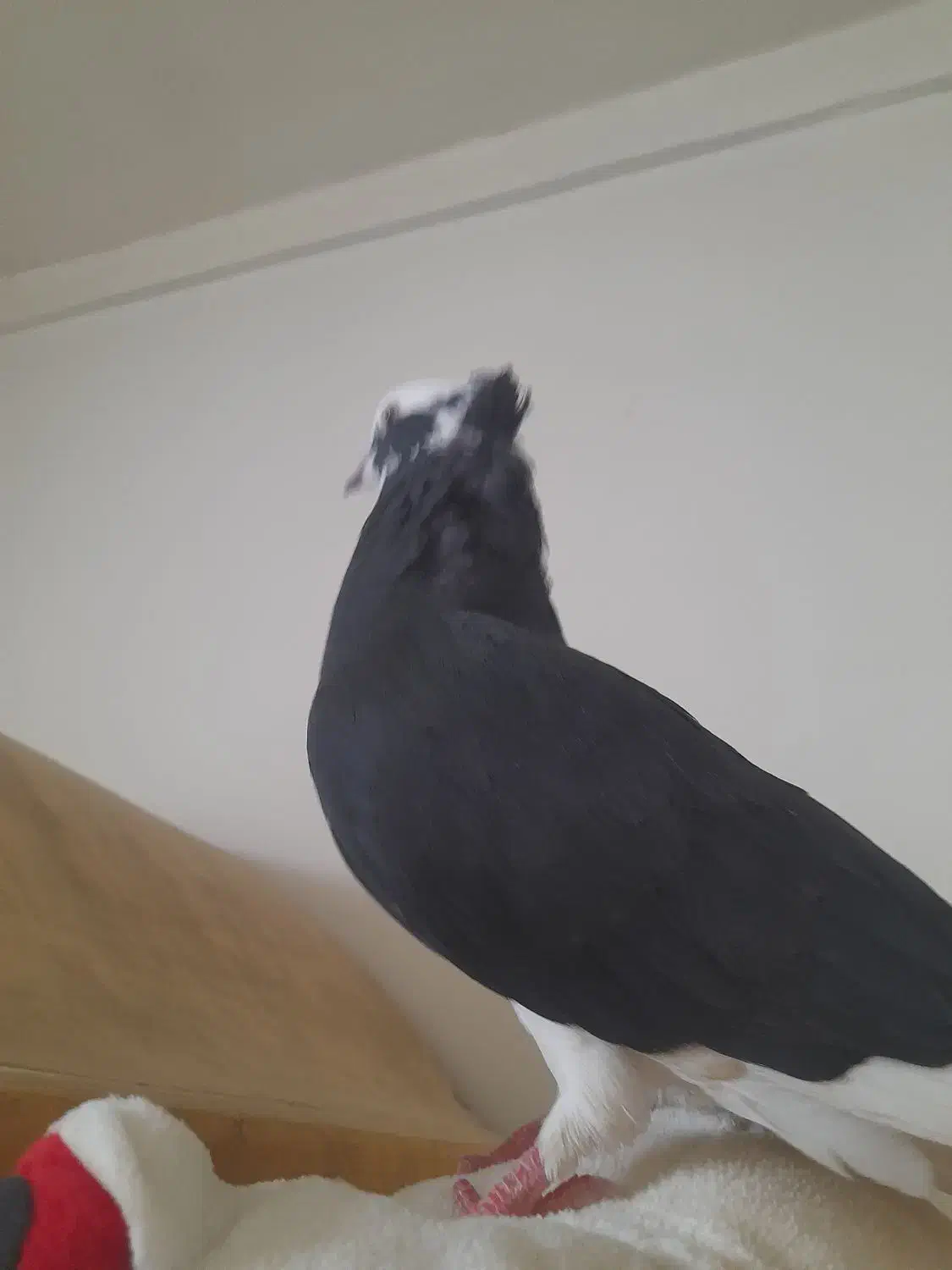 ابلغ سیاه ماده عالی|پرنده|طبس, |دیوار