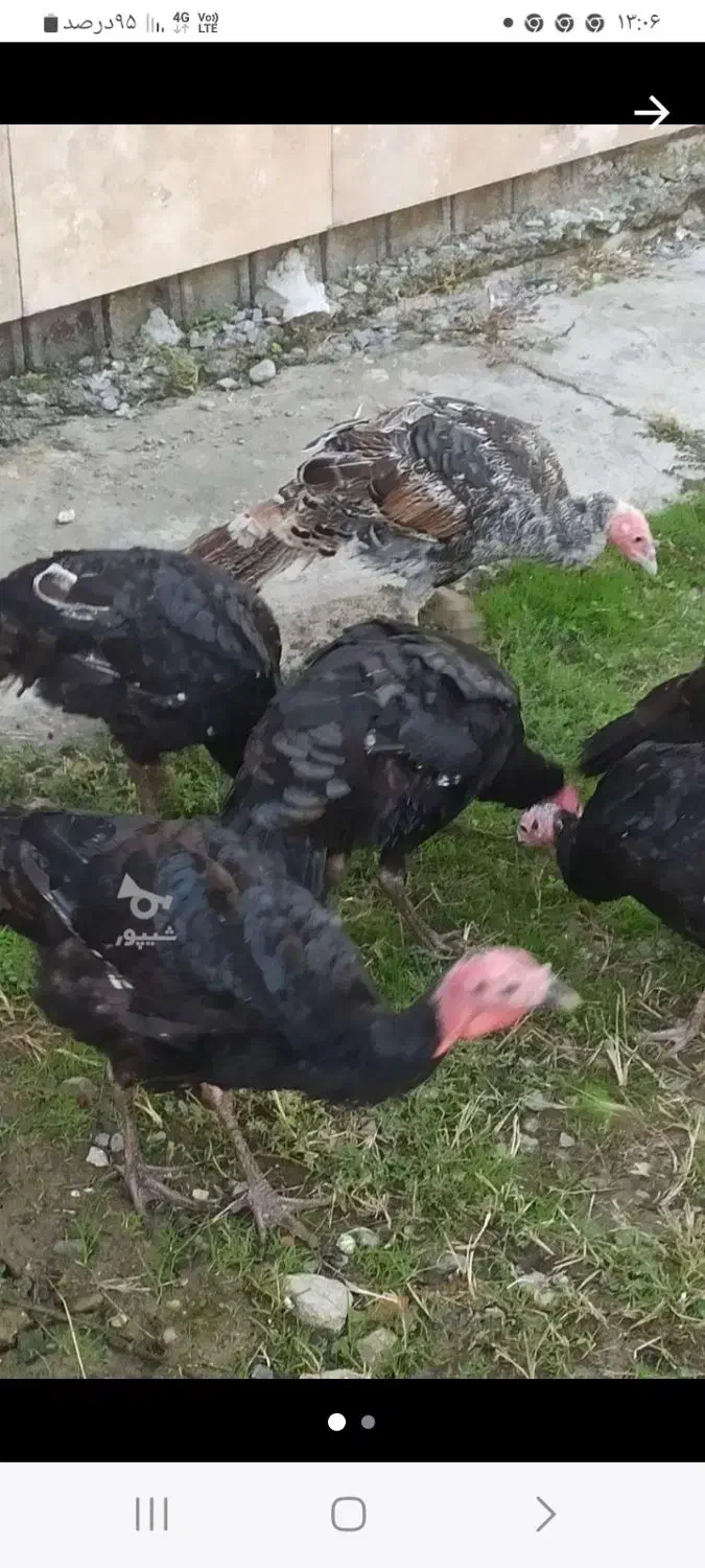 غاز و بوقلمون میفروشم|حیوانات مزرعه|زرگرشهر, |دیوار